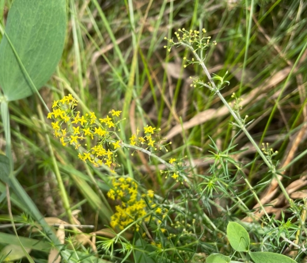 Yellow Bedstraw [Galium verum]