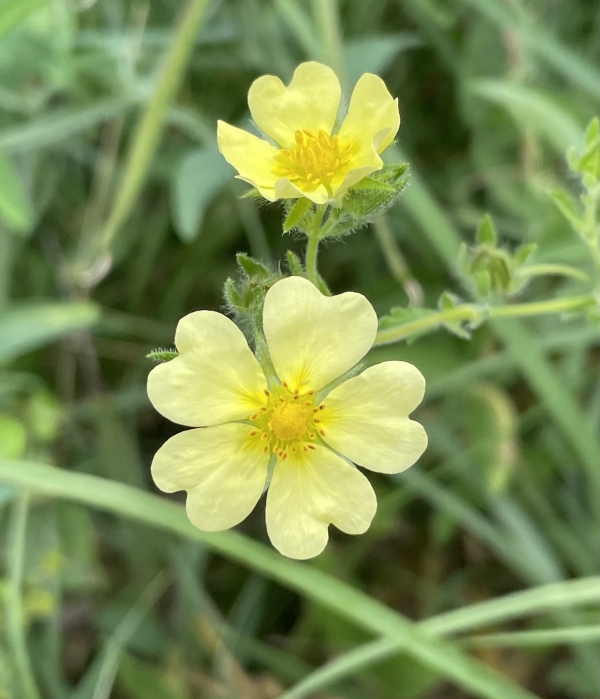 Rough-Fruited Cinquefoil [Potentilla recta]