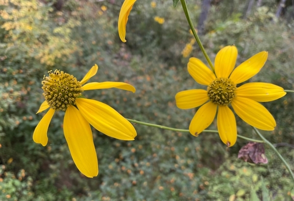 Cut-leaved Coneflower [Rudbeckia laciniata]