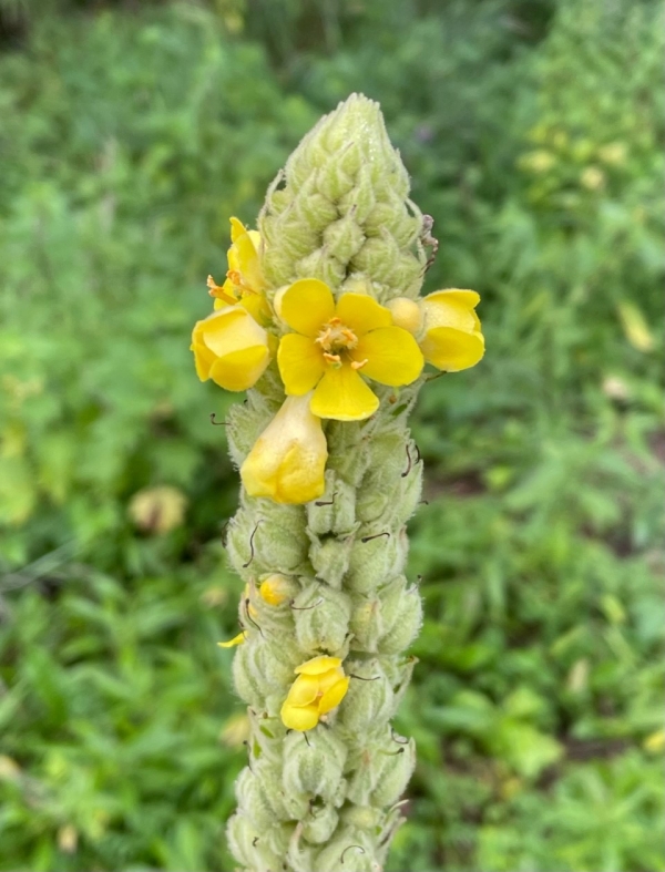 Common Mullein [Verbascum thallus]