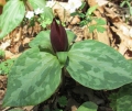 Toadshade Trillium