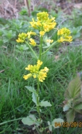 Winter Cress