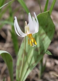 White Trout-lily