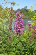 Purple Loosestrife