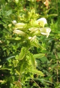 Swamp Lousewort