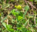 Smaller Hop clover