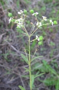 Flowering Spurge