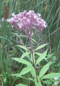 Spotted Joe-Pye Weed