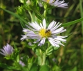 Smooth Aster