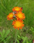 Orange Hawkweed