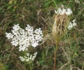 Queen Anne's Lace