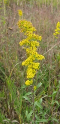 Blue-stemmed Goldenrod
