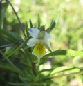 Field Pansy