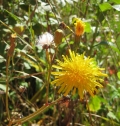 Common Sow Thistle