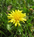 Common Dandelion