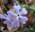 Wild Blue Phlox