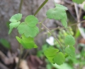 Early Meadow Rue