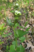 Garlic Mustard
