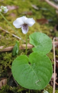 Sweet White violet