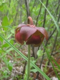 Pitcher Plant