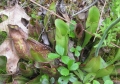 Pitcher Plant