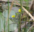 Bladderwort
