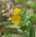 Hoary Puccoon