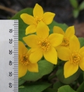 Marsh Marigold