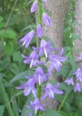 Creeping Bellflower