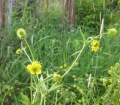 Yellow Avens