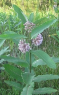 Common Milkweed