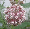 Common Milkweed