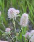 Rabbit-foot Clover