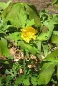 Celandine Poppy
