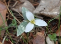 Snow Trillium