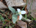 Snow Trillium