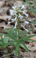 Cut-leaved Toothwort