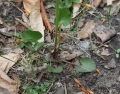Small-flowered Crowfoot