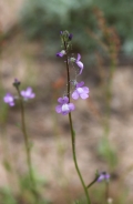 Blue Toadflax