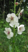 Moth Mullein