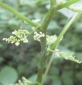 Wood Nettle