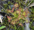 Round Leaved Sundew