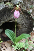 Pink Lady's Slipper