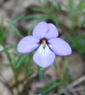Birdfoot Violet