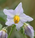 Horse-nettle