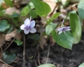 Long-spurred Violet