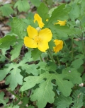 Celandine Poppy