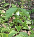 Nodding Trillium