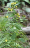 Pale St. Johnswort