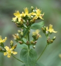 Pale St. Johnswort
